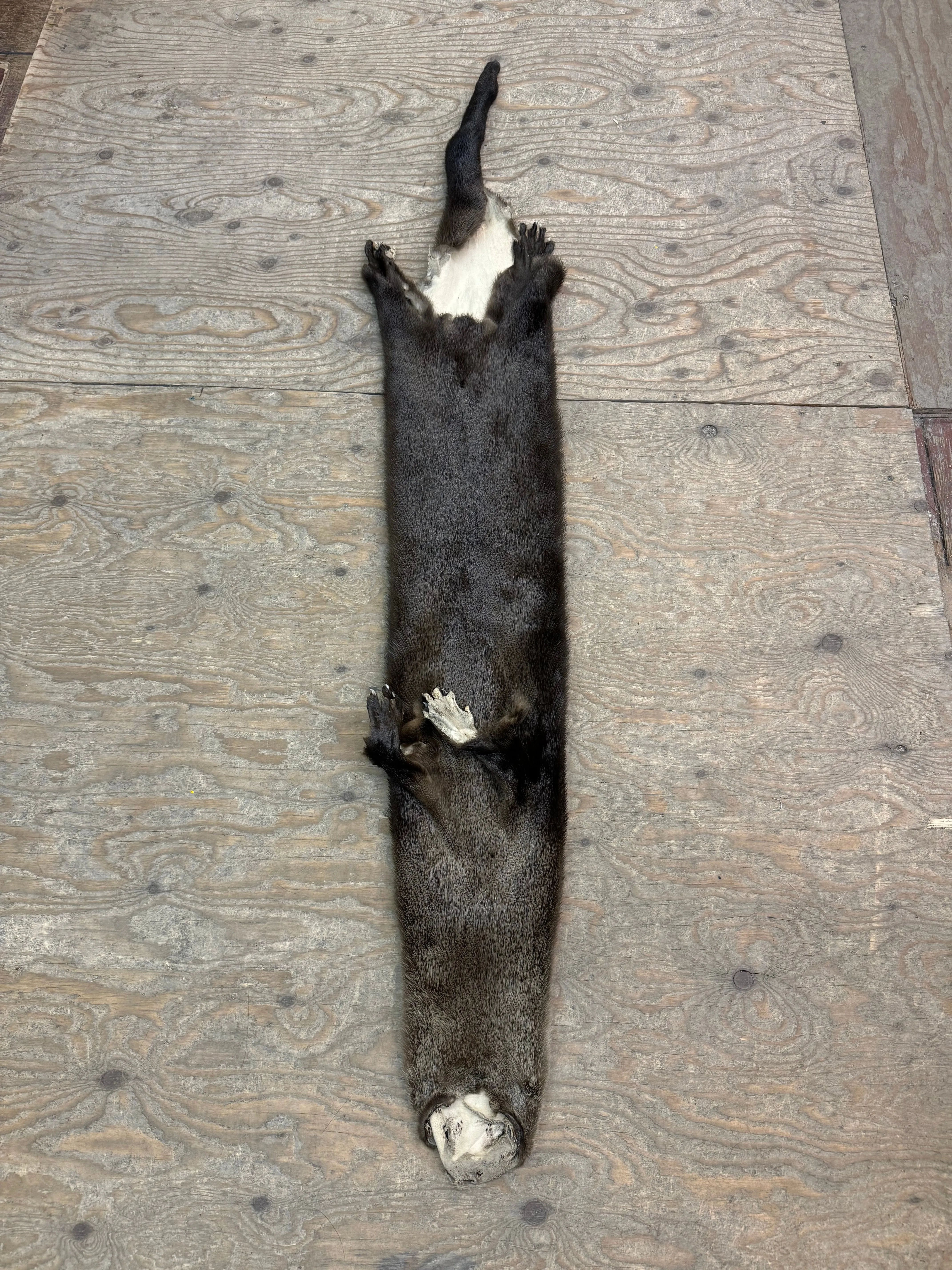 Otter Fur with legs, paws and claws